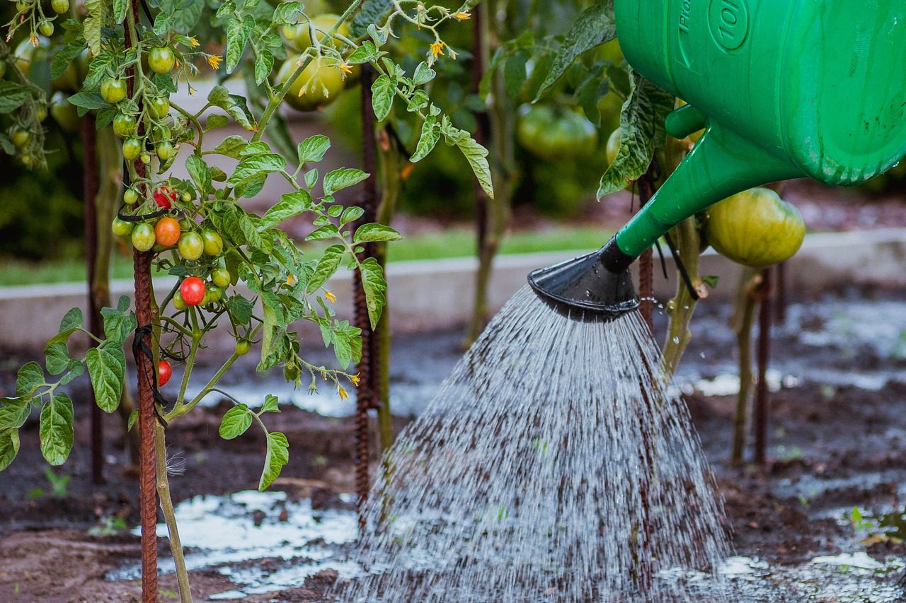 Watering a vegetable garden